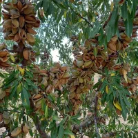 نهالستان ارقام متنوع میوه و گردو های پربار پالیز|خدمات باغبانی و درختکاری|نمین, |دیوار