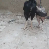 خروس ومرغ لاری ۱ساله ونیم سالم واکسن خورده