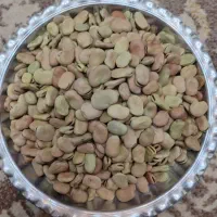 باقلا خشک و درجه یک امسال|خوردنی و آشامیدنی|شیراز, میانرود|دیوار