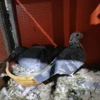 کفتر جفتی آلمانی|پرنده|شیروان (خراسان), |دیوار