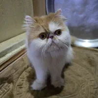 گربه پرشین سوپر فلت|گربه|چهاردانگه (تهران), |دیوار