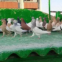 کفتر رنگی ماده جفتگاه