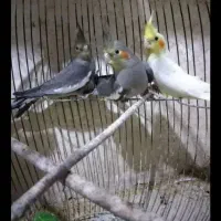عروس هلندی