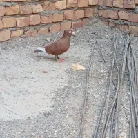 مینا سرخ کاکل ماده|پرنده|هیرمند, |دیوار