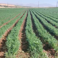 16هکتار جای گندم اجاره داده میشود با 5اینج اب