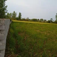 زمین ساحلی مسکونی ۲۵۰ متری ۳ کیلومتری دریا|فروش زمین و ملک کلنگی|بندر انزلی, لیچارگی حسن رود|دیوار