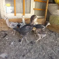 جوجه لاری افغان