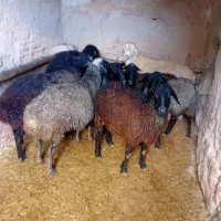 هفت عدد میش نزایده