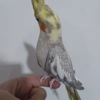 عروس هلندی ماده مرواریدی|پرنده|رشت, پیرسرا|دیوار