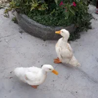 اردک