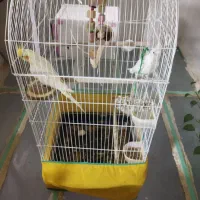 عروس هلندی|پرنده|سنقر, |دیوار