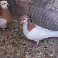 طوقی زرد خال زرد کشکیله زرد