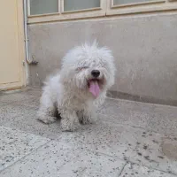 سگ پا کوتاه