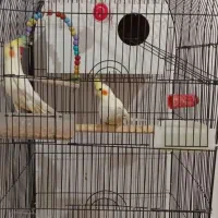 عروس هلندی لوتینو