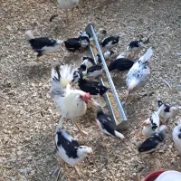 جوجه مرغ گلین (کاملا سالم و سرحال)|حیوانات مزرعه|قنوات, |دیوار