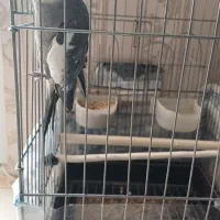 عروس هلندی نر سخنگو|پرنده|قدس, شهر‌قدس|دیوار