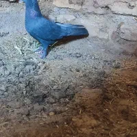 نر سوراخ|پرنده|زرند, |دیوار