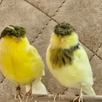 قناری گلاستر|پرنده|اهواز, کوی مهدیس|دیوار