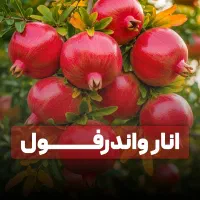 نهال انار واندرفول با کیفیت بالا