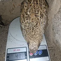 تخم نطفه دار بلدرچین از نوع سنگین وزن ضمانتی|حیوانات مزرعه|نیمروز, |دیوار