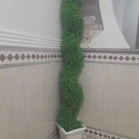 روفرشی نونو گل هم نونو