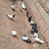 حدوداً 20تا هستش رو هم جفتی 450|پرنده|اهر, |دیوار