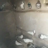 عروس هلندی دستی وتعدادی کبوتر|پرنده|قدس, شهرقدس|دیوار