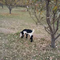 بز دوقلو|حیوانات مزرعه|بروجرد, |دیوار