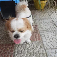 گم شدن سگ پا کوتاه.جایزه ۵ میلیون|حیوانات|نکا, |دیوار