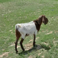 بزغاله ماده