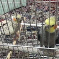 یک جفت عروس