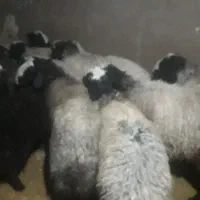 گوسفندشال 20رس|حیوانات مزرعه|شال, |دیوار