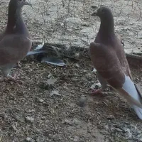 کفتر. غوره ای و سوسنی.