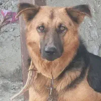 واگذاری|سگ|میناب, |دیوار