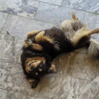 سگ فینیش لفند اشپیتز