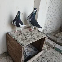 کبوتر|پرنده|خرمشهر, |دیوار