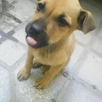 دوتوله سگ نژاد دار پیت بول|سگ|کرمانشاه, |دیوار