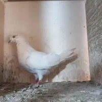 کبوتر