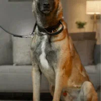 توله مالینویز اصیل و با کیفیت