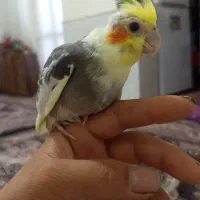 جوجه عروس هلندی