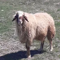 قوچ شیره دارداشتی|حیوانات مزرعه|کرمانشاه, |دیوار