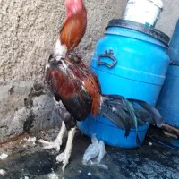 خورس لاری اصیل افقان