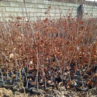 فروشی هست|گل و گیاه طبیعی|چترود, |دیوار