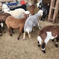 بره نر بهترین جنس برای پروار