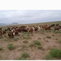 بره،میش،بز برای قربانی