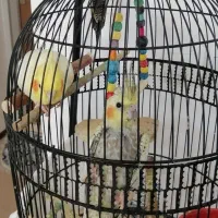 عروس هلندی فروشی