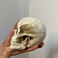 کله ی اسکلت دکوری و جنس خوب