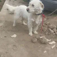 سگ پا کوتاه زرنگ