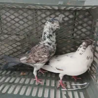 کفتر|پرنده|قم, سراجه (۱۵ خرداد)|دیوار
