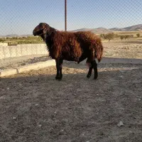 قوچ همو قزل افشار ۲ ساله|حیوانات مزرعه|زنجان, |دیوار